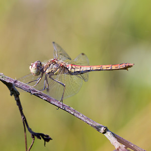 Sympetrum vulgatum (Libellulidae)  - Sympétrum vulgaire - Vagrant Darter Maaseik [Belgique] 16/08/2013 - 30m