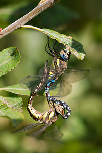 Aeshna mixta (Aeshnidae)  - aeschne mixte - Migrant Hawker Pas-de-Calais [France] 24/09/2013 - 10m