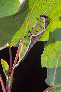 Cerura vinula (Notodontidae)  - Grande Queue-Fourchue - Puss Moth Pas-de-Calais [France] 24/09/2013 - 10m