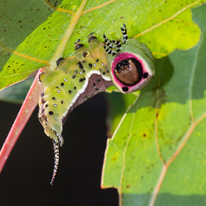 Cerura vinula Grande Queue-Fourchue Puss Moth