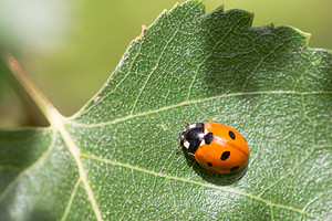 Coccinella septempunctata (Coccinellidae)  - Coccinelle à 7 points, Coccinelle, Bête à bon Dieu - Seven-spot Ladybird Ath [Belgique] 07/09/2013 - 50m