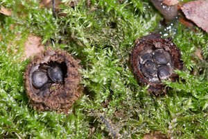 Cyathus striatus (Nidulariaceae)  - Cyathe strié - Fluted Bird's Nest Somme [France] 23/09/2013 - 60m