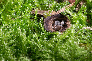 Cyathus striatus (Nidulariaceae)  - Cyathe strié - Fluted Bird's Nest Somme [France] 23/09/2013 - 60m