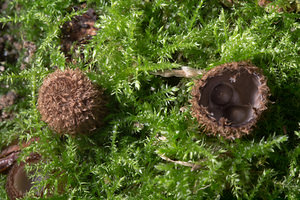 Cyathus striatus (Nidulariaceae)  - Cyathe strié - Fluted Bird's Nest Somme [France] 23/09/2013 - 60m