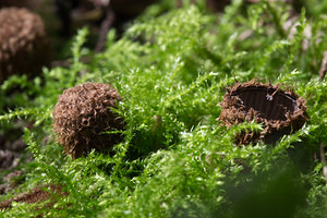 Cyathus striatus (Nidulariaceae)  - Cyathe strié - Fluted Bird's Nest Somme [France] 23/09/2013 - 60m