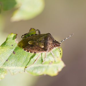 Dolycoris baccarum (Pentatomidae)  - Punaise brune à antennes & bords panachés Ath [Belgique] 07/09/2013 - 50m