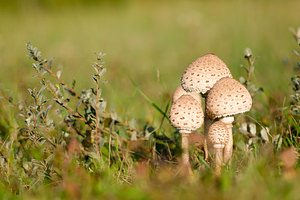 Macrolepiota procera (Secotiaceae)  - Lépiote élevée, Grande coulemelle - Parasol Pas-de-Calais [France] 23/09/2013 - 20m