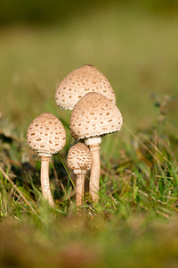 Macrolepiota procera (Secotiaceae)  - Lépiote élevée, Grande coulemelle - Parasol Pas-de-Calais [France] 23/09/2013 - 20m