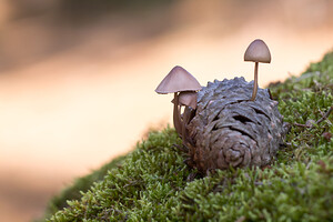 Mycena seynii (Mycenaceae)  Pas-de-Calais [France] 24/09/2013 - 20m