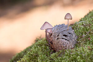 Mycena seynii (Mycenaceae)  Pas-de-Calais [France] 24/09/2013 - 20m