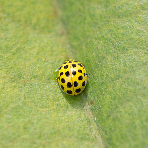 Psyllobora vigintiduopunctata (Coccinellidae)  - Coccinelle à 22 points - 22-spot Ladybird Somme [France] 21/09/2013 - 10m