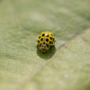 Psyllobora vigintiduopunctata (Coccinellidae)  - Coccinelle à 22 points - 22-spot Ladybird Somme [France] 21/09/2013 - 10m