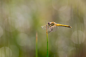 Sympetrum fonscolombii (Libellulidae)  - Sympétrum de Fonscolombe - Red-veined Darter Pas-de-Calais [France] 24/09/2013 - 10m