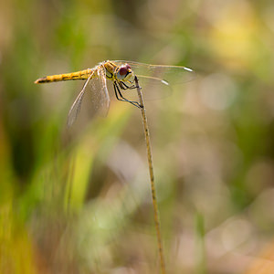 Sympetrum fonscolombii (Libellulidae)  - Sympétrum de Fonscolombe - Red-veined Darter Pas-de-Calais [France] 24/09/2013 - 10m