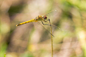 Sympetrum fonscolombii (Libellulidae)  - Sympétrum de Fonscolombe - Red-veined Darter Pas-de-Calais [France] 24/09/2013 - 10m