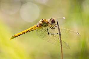 Sympetrum fonscolombii Sympétrum de Fonscolombe Red-veined Darter