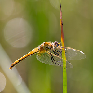 Sympetrum fonscolombii (Libellulidae)  - Sympétrum de Fonscolombe - Red-veined Darter Pas-de-Calais [France] 24/09/2013 - 10m