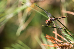 Sympetrum striolatum (Libellulidae)  - Sympétrum fascié - Common Darter Pas-de-Calais [France] 24/09/2013 - 20m