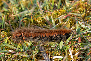 Arctia caja (Erebidae)  - Ecaille Martre, Hérissonne - Garden Tiger Nord [France] 29/03/2014