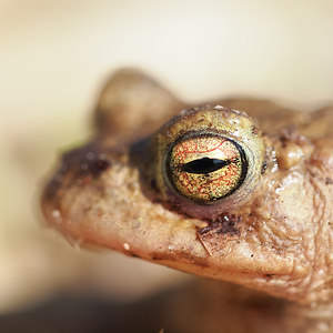 Bufo bufo (Bufonidae)  - Crapaud commun - Common Toad Nord [France] 09/03/2014 - 30m