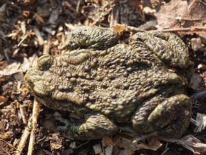 Bufo bufo (Bufonidae)  - Crapaud commun - Common Toad Nord [France] 09/03/2014 - 30m