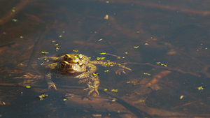 Bufo bufo (Bufonidae)  - Crapaud commun - Common Toad Nord [France] 16/03/2014 - 30m