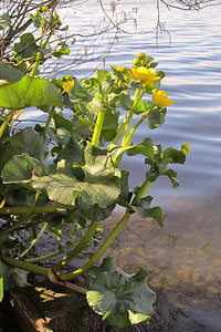 Caltha palustris (Ranunculaceae)  - Populage des marais, Sarbouillotte, Souci d'eau - Marsh-marigold Nord [France] 20/03/2014 - 20m