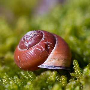 Cepaea nemoralis (Helicidae)  - Escargot des haies - Brown Lipped Snail Nord [France] 02/03/2014 - 40m