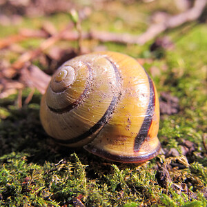 Cepaea nemoralis (Helicidae)  - Escargot des haies - Brown Lipped Snail Nord [France] 06/03/2014 - 20m