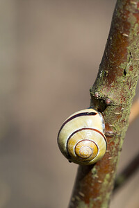 Cepaea nemoralis (Helicidae)  - Escargot des haies - Brown Lipped Snail Nord [France] 09/03/2014 - 40m