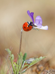 Coccinella septempunctata (Coccinellidae)  - Coccinelle à 7 points, Coccinelle, Bête à bon Dieu - Seven-spot Ladybird Nord [France] 29/03/2014 - 10m