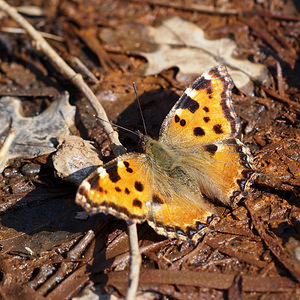 Nymphalis polychloros (Nymphalidae)  - Grande Tortue, Vanesse de l'Orme, Grand-Renard, Doré Nord [France] 16/03/2014 - 30m