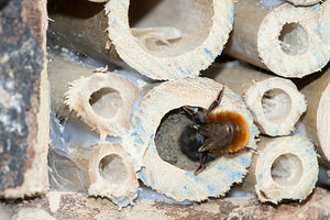 Osmia cornuta (Megachilidae)  Nord [France] 15/03/2014 - 40m