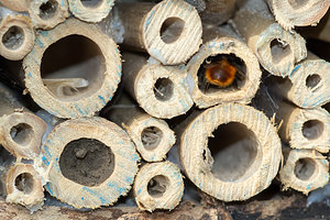 Osmia cornuta (Megachilidae)  Nord [France] 15/03/2014 - 40m