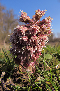 Petasites hybridus (Asteraceae)  - Pétasite hybride, Herbe aux chapeaux, Pétasite officinal, Herbe aux teigneux, Herbe à la peste - Butterbur [plant] Nord [France] 06/03/2014 - 20m