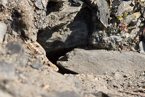 Podarcis muralis (Lacertidae)  - Lézard des murailles - Common Wall Lizard Nord [France] 09/03/2014 - 20m