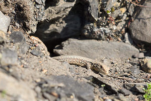 Podarcis muralis (Lacertidae)  - Lézard des murailles - Common Wall Lizard Nord [France] 09/03/2014 - 20m