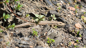 Podarcis muralis (Lacertidae)  - Lézard des murailles - Common Wall Lizard Nord [France] 09/03/2014 - 20m