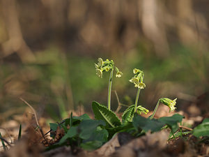 Primula elatior (Primulaceae)  - Primevère élevée, Coucou des bois, Primevère des bois - Oxlip Nord [France] 09/03/2014 - 30m