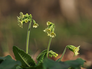 Primula elatior (Primulaceae)  - Primevère élevée, Coucou des bois, Primevère des bois - Oxlip Nord [France] 09/03/2014 - 30m