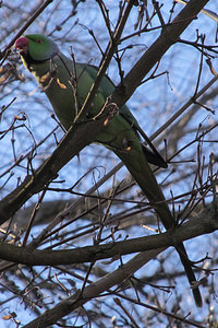 Psittacula krameri (Psittaculidae)  - Perruche à collier - Rose-ringed Parakeet Nord [France] 06/03/2014 - 20m