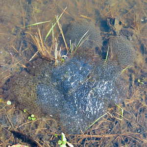 Rana temporaria (Ranidae)  - Grenouille rousse - Grass Frog Nord [France] 20/03/2014 - 40m