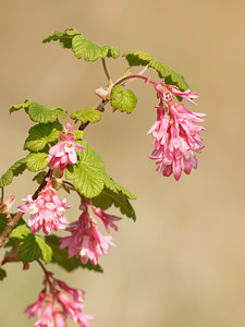 Ribes sanguineum (Grossulariaceae)  - Groseillier sanguin - Flowering Currant Nord [France] 29/03/2014 - 10m