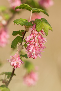 Ribes sanguineum (Grossulariaceae)  - Groseillier sanguin - Flowering Currant Nord [France] 29/03/2014 - 10m