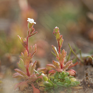 Saxifraga tridactylites (Saxifragaceae)  - Saxifrage à trois doigts, Petite saxifrage - Rue-leaved Saxifrage Nord [France] 29/03/2014