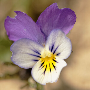 Viola tricolor subsp. curtisii (Violaceae)  - Violette de Curtis, Pensée de Curtis Nord [France] 29/03/2014 - 10m