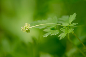 Adoxa moschatellina (Viburnaceae)  - Muscatelle, Adoxe musquée - Moschatel Meuse [France] 20/04/2014 - 200m