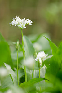 Allium ursinum (Amaryllidaceae)  - Ail des ours, Ail à larges feuilles - Ramsons Meuse [France] 20/04/2014 - 200m