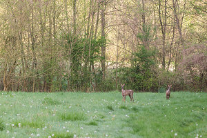 Capreolus capreolus (Cervidae)  - Chevreuil européen, Chevreuil, Brocard (mâle), Chevrette (femelle) - Roe Deer  [France] 19/04/2014 - 160m