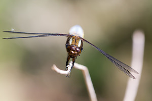 Libellula depressa (Libellulidae)  - Libellule déprimée - Broad-bodied Chaser Marne [France] 20/04/2014 - 190m